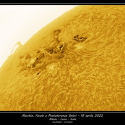 Sole